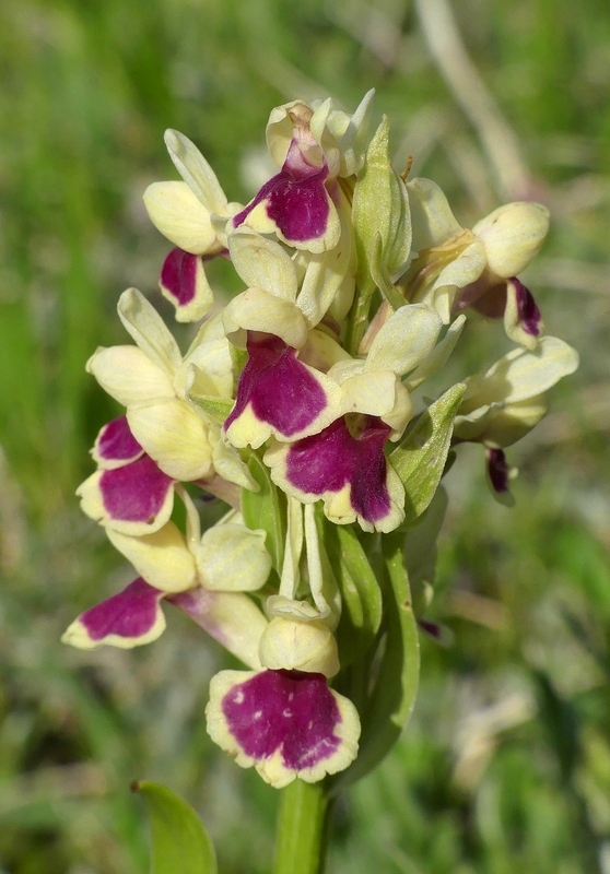 Dactylorhiza sambucina f. chusae  Parco Nazionale del Gran Sasso  giugno 2023.